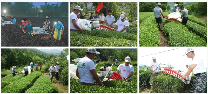 Tea Harvesting Plucking Machine one Man Tea Harvester