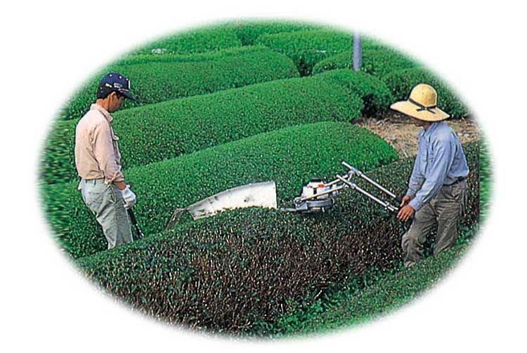 Two-Man Multi-Type Tea Harvesting Two-Stroke Gasoline Engine Arc Tea Picking Machine