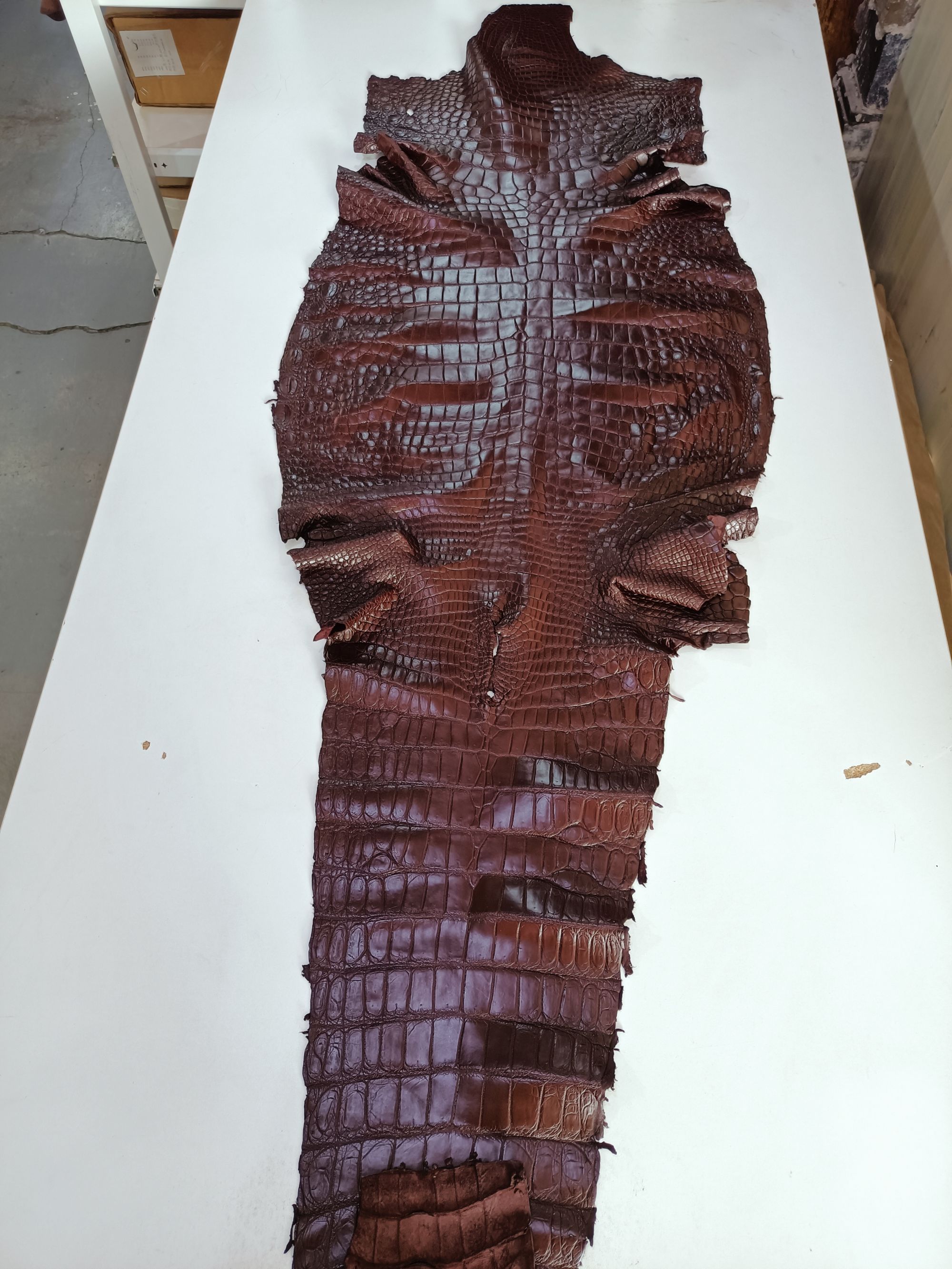 CROCODILE Siamese Crocodile Skin - Red-brown