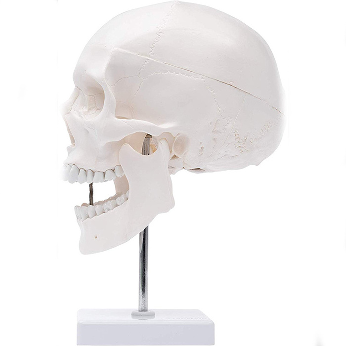 Clear skull display base rex dinosaur skeleton stand base acrylic mineral fossils display block