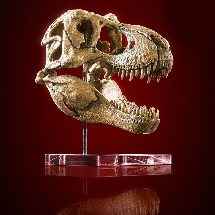 Clear skull display base rex dinosaur skeleton stand base acrylic mineral fossils display block