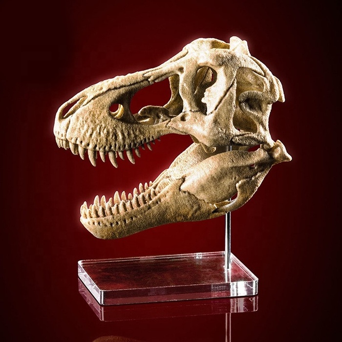 Clear skull display base rex dinosaur skeleton stand base acrylic mineral fossils display block