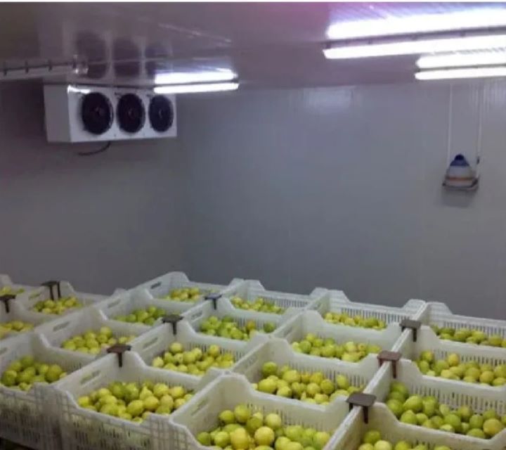 Fully Automatic Customized Tomato Potato 100 Ton 10tons Unit Freezer Frozen Walk in Cooler Room Cold Storage