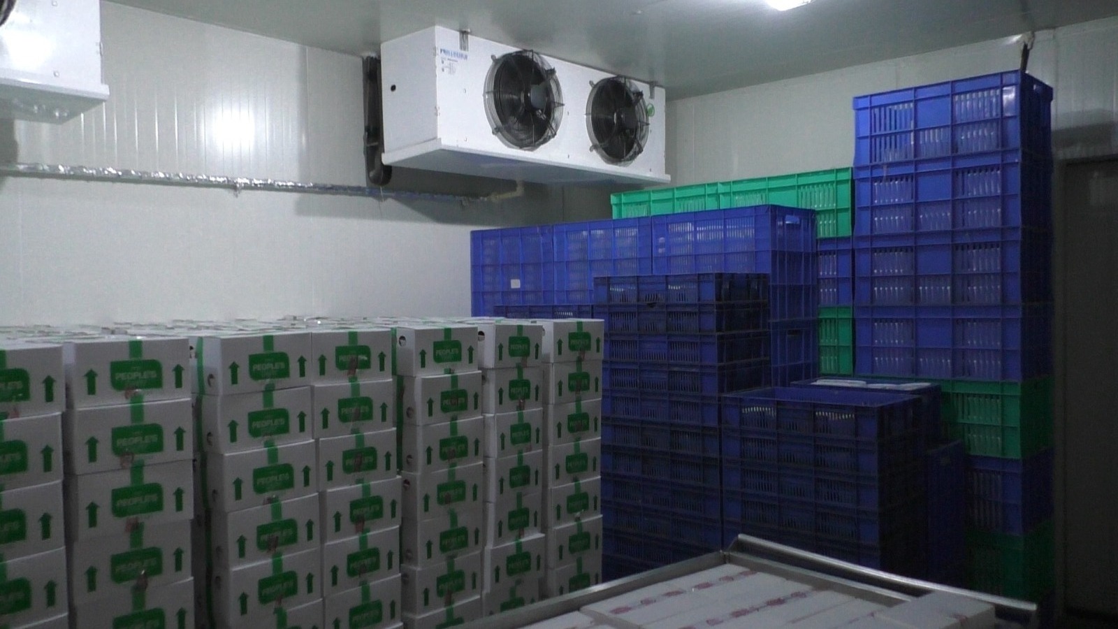 Fully Automatic Customized One-Stop Solution Freezer Container Compressor Insulation Cold Room Storage for Food Fish Meat