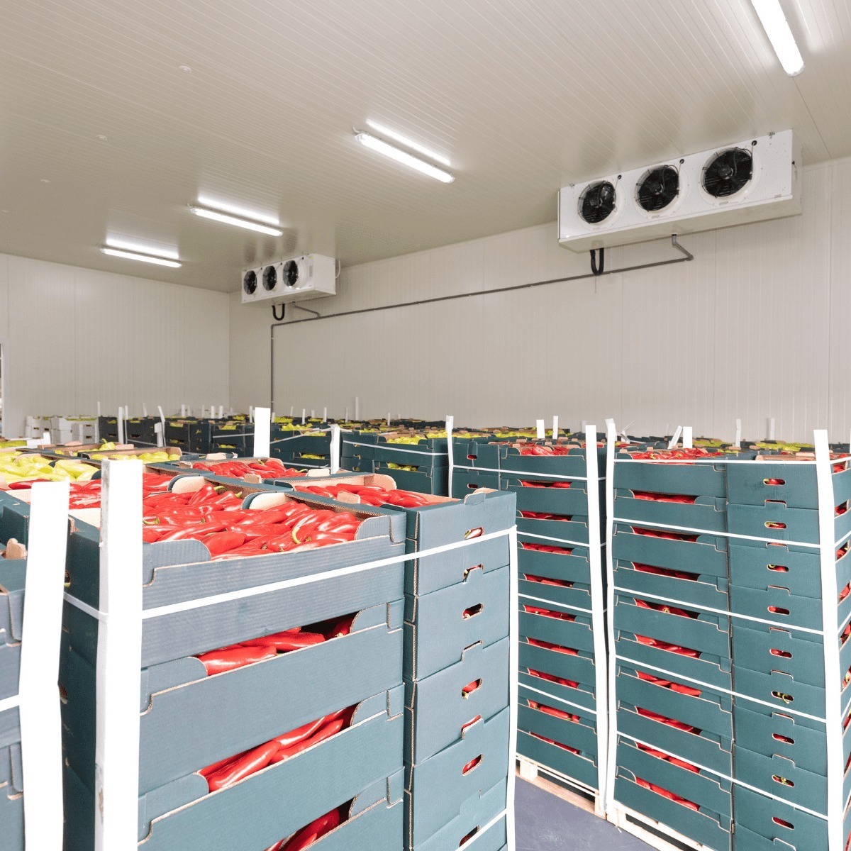 Fully Automatic Customized Tomato Potato 100 Ton 10tons Unit Freezer Frozen Walk in Cooler Room Cold Storage