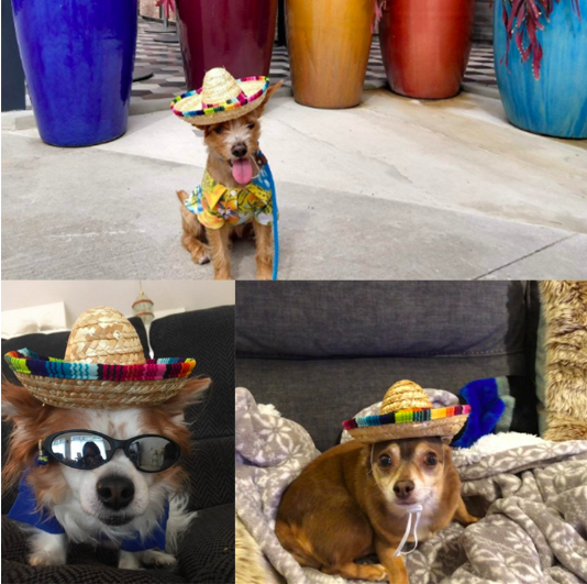 Mini Pet Dogs Straw Hat Sombrero Cat Sun Hat for Beach Party Straw Hats Dogs Hawaii Style Funny Accessories