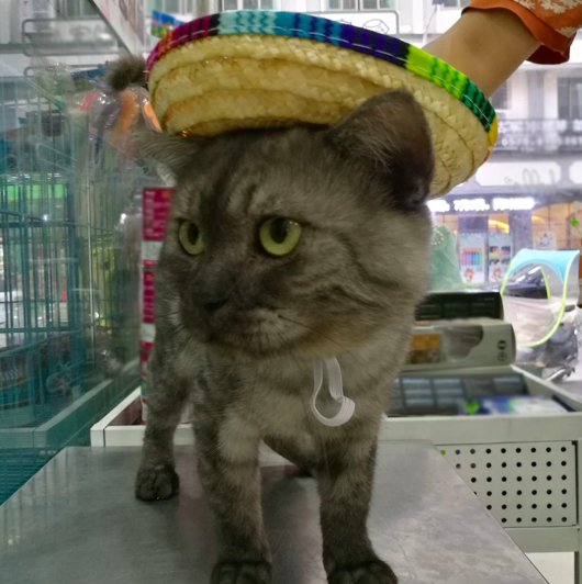 Mini Pet Dogs Straw Hat Sombrero Cat Sun Hat for Beach Party Straw Hats Dogs Hawaii Style Funny Accessories