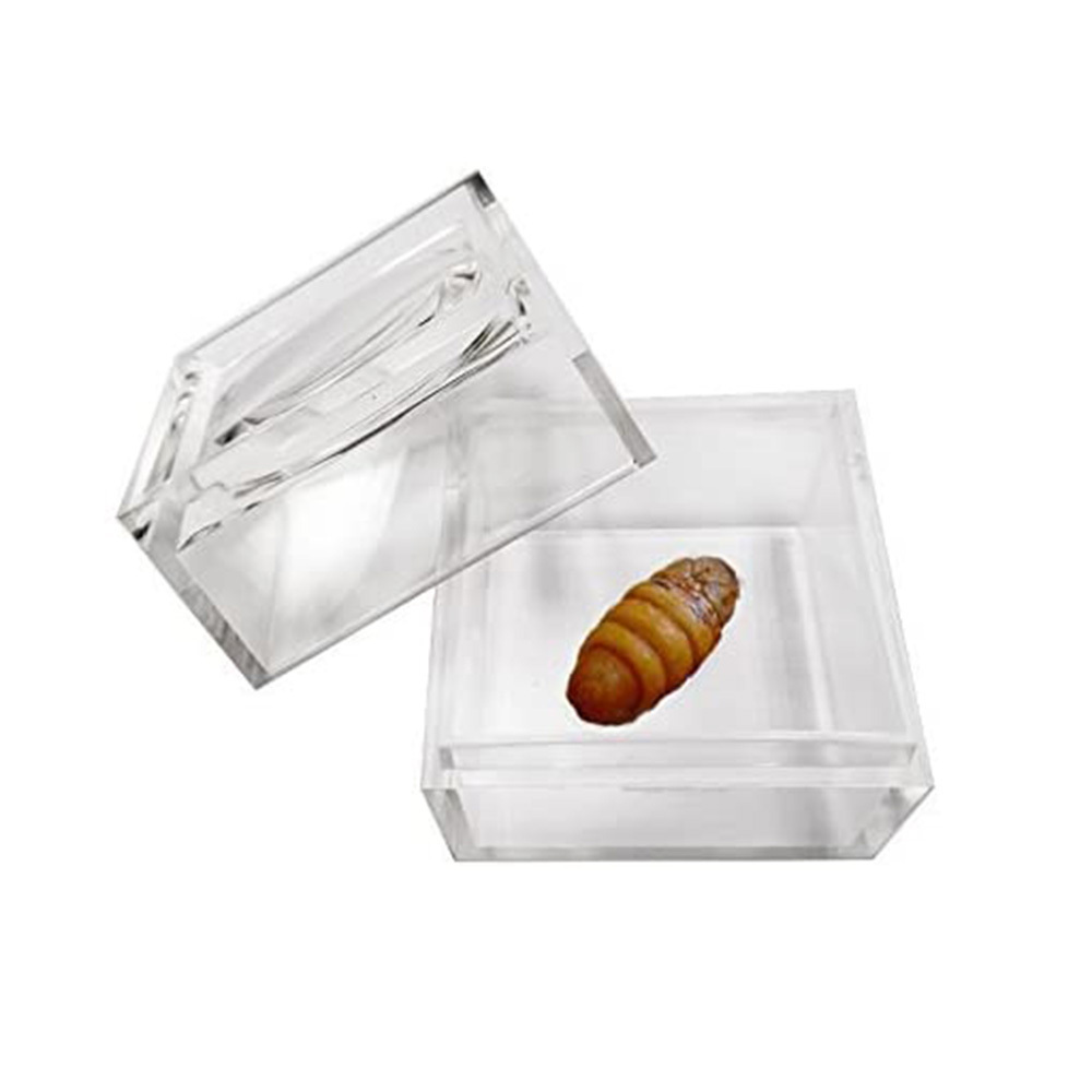 square acrylic bug magnifying box 30x30mm 40x40mm scientific observing insects magnifier 2 size to choose