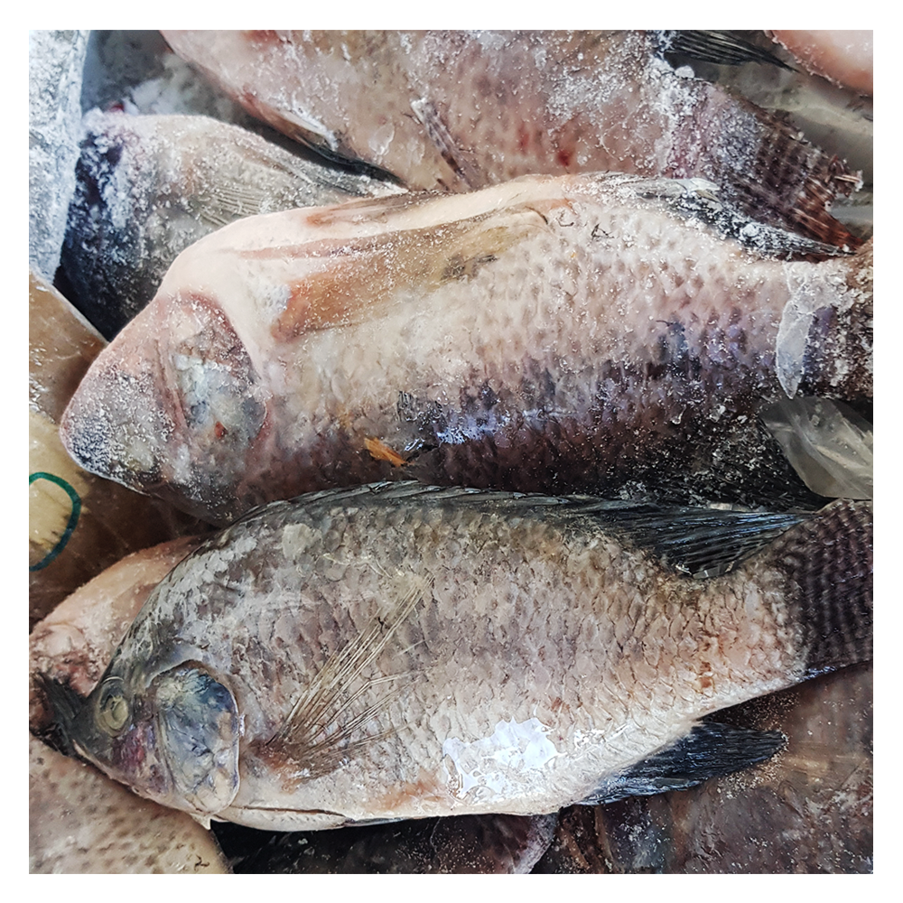 Hot selling seafood products Frozen Tilapia featuring Firm ideal to go with spinach salad