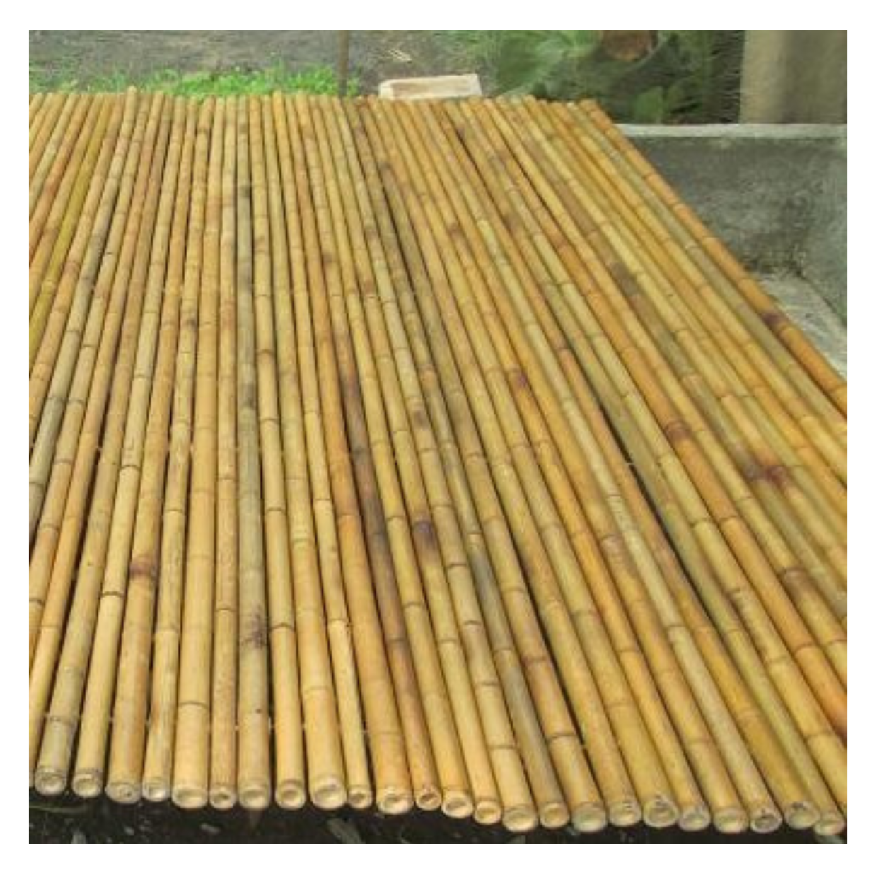 Eco-Friendly Raw Materials Wholesale Vietnam Bamboo Poles 100% Natural Bamboo pole/cane/stick/stake 2024 Bamboo Fence