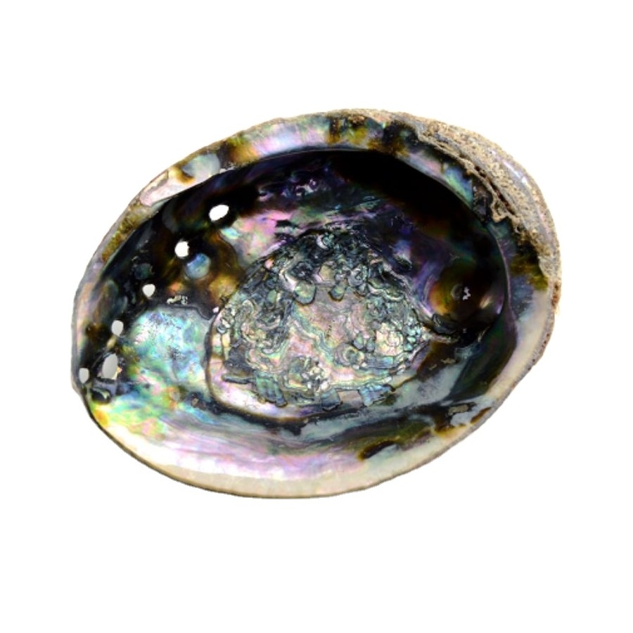 Wholesale Polished New Zealand Abalone Shell Lowest Price 99 Gold