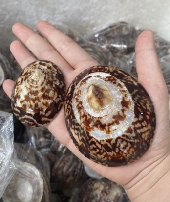 Competitive Price Polished Limpet Sea shell for selling from Vietnam Supplier, Sea Shell Beads (Brown Limpet whole)