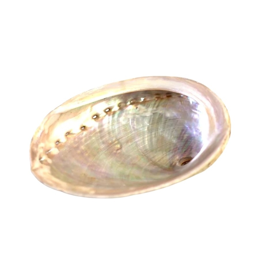 Wholesale Polished New Zealand Abalone Shell Lowest Price 99 Gold