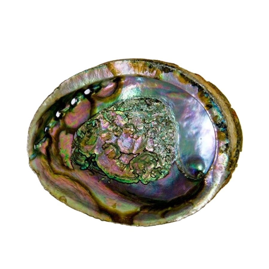 Wholesale Polished New Zealand Abalone Shell Lowest Price 99 Gold