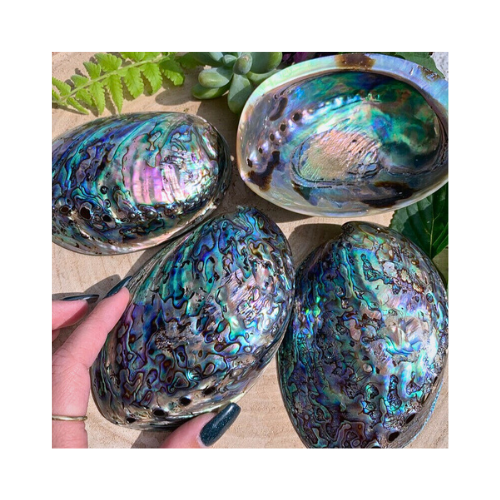 Wholesale Natural raw cleared Abalone Seashell Smudging Accent Decoration/New Zealand Paua Mother Of Pearl Seashell Cheap Price