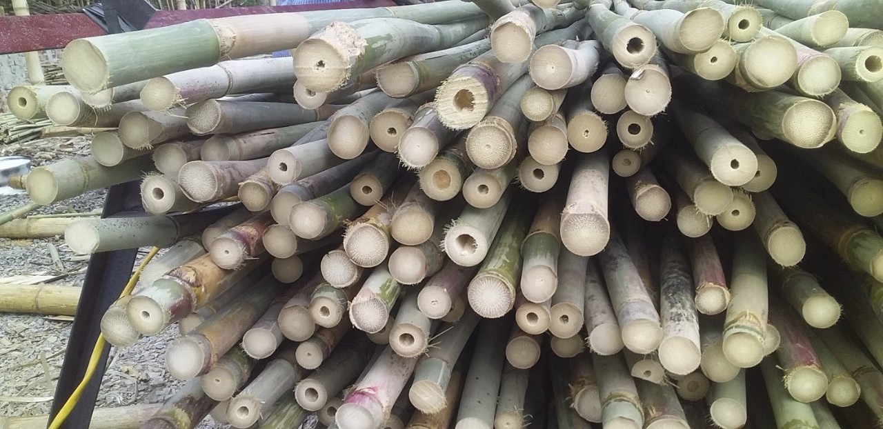 Eco-Friendly Raw Materials Wholesale Vietnam Bamboo Poles 100% Natural Bamboo pole/cane/stick/stake 2024 Bamboo Fence