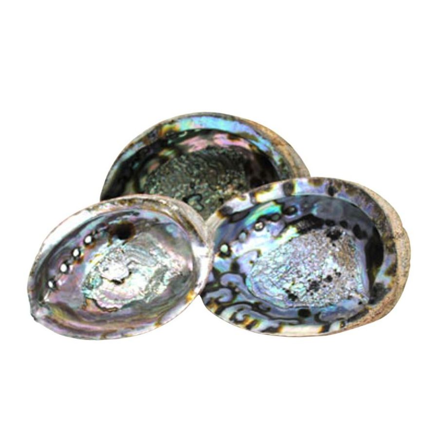 Wholesale Polished New Zealand Abalone Shell Lowest Price 99 Gold