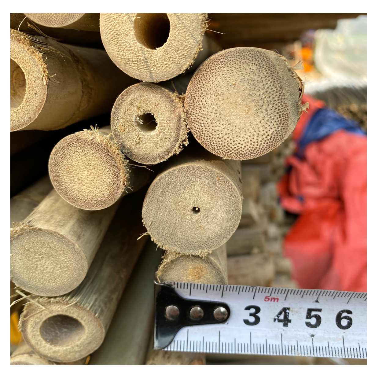 Eco-Friendly Multifunctional Dry Bamboo Tube Natural Furniture Making Material Raw Bamboo Pole 99GD