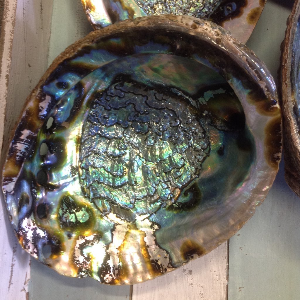 Hot Sale Bulk Supply Abalone Shells Beauty For Decor /Export-Quality Guaranteed New Zealand Paua Green Shell/Australian Shells