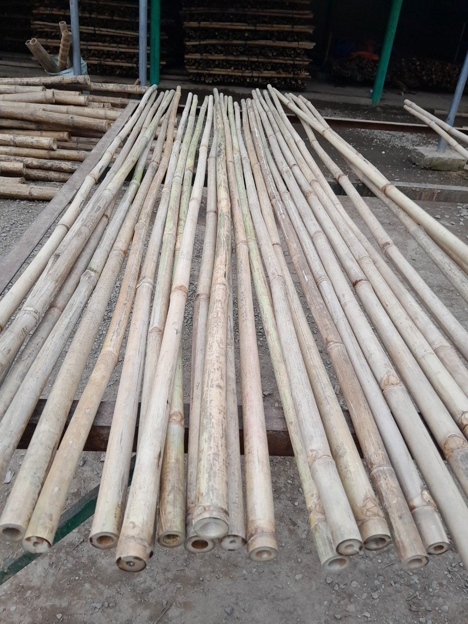 Eco-Friendly Raw Materials Wholesale Vietnam Bamboo Poles 100% Natural Bamboo pole/cane/stick/stake 2024 Bamboo Fence