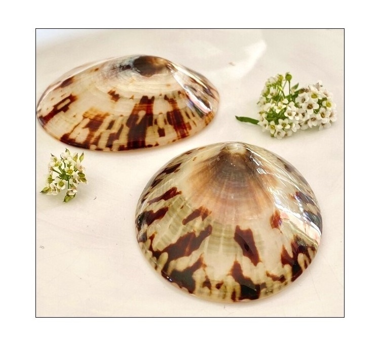 Competitive Price Polished Limpet Sea shell for selling from Vietnam Supplier, Sea Shell Beads (Brown Limpet whole)