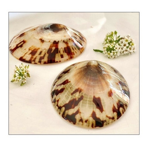 Competitive Price Polished Limpet Sea shell for selling from Vietnam Supplier, Sea Shell Beads (Brown Limpet whole)