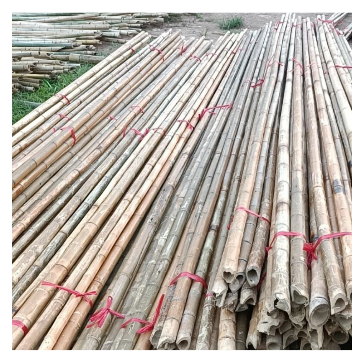 Eco-Friendly Raw Materials Wholesale Vietnam Bamboo Poles 100% Natural Bamboo pole/cane/stick/stake 2024 Bamboo Fence