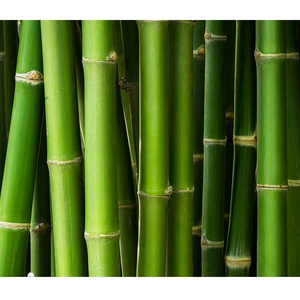 High Quality And Affordable Bamboo Split Incense Stick/ Split Bamboo Fence & Screening & Curtain & Used As A Kite