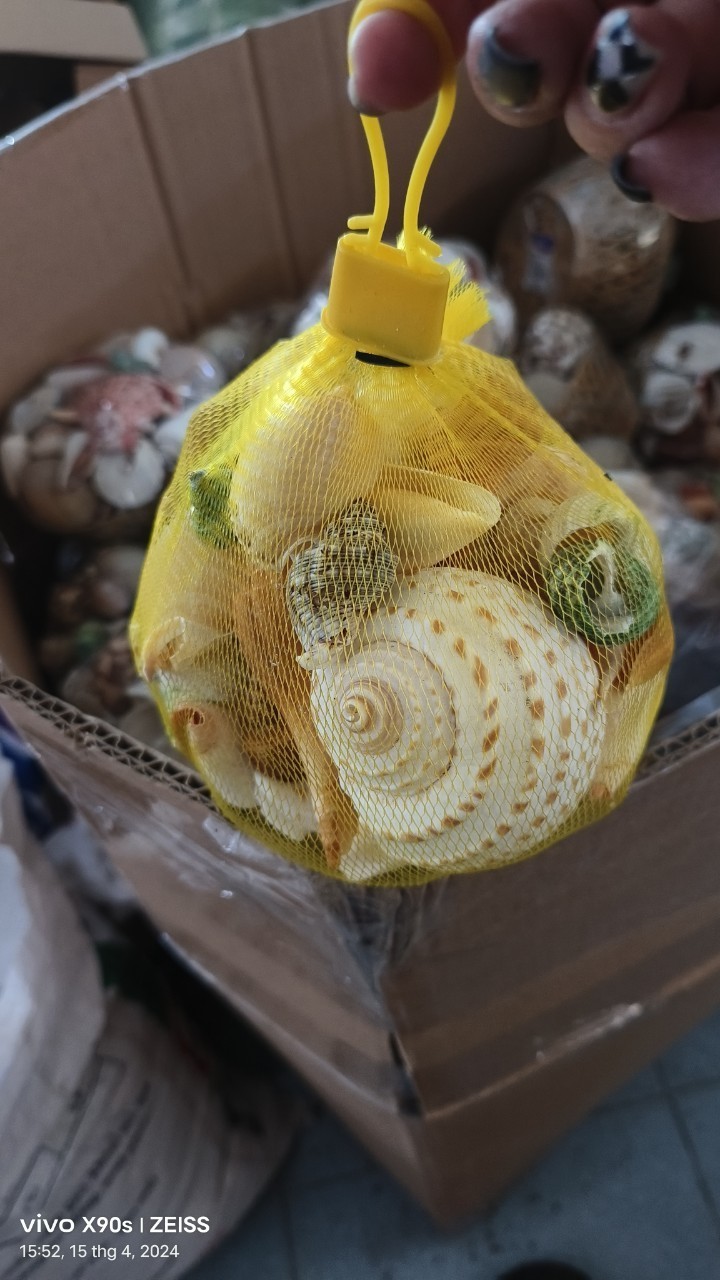 Large Seashell Basket Beach Tray With Seashells Serving Tray Assorted Crafts Shell Mixed Assortments Natural Gifts From Ocean