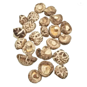 Mushroom Mycelium Seeds 100% Organic Mushroom Spawn Bag Cultivating Vietnamese Supplier Shiitake Mushrooms