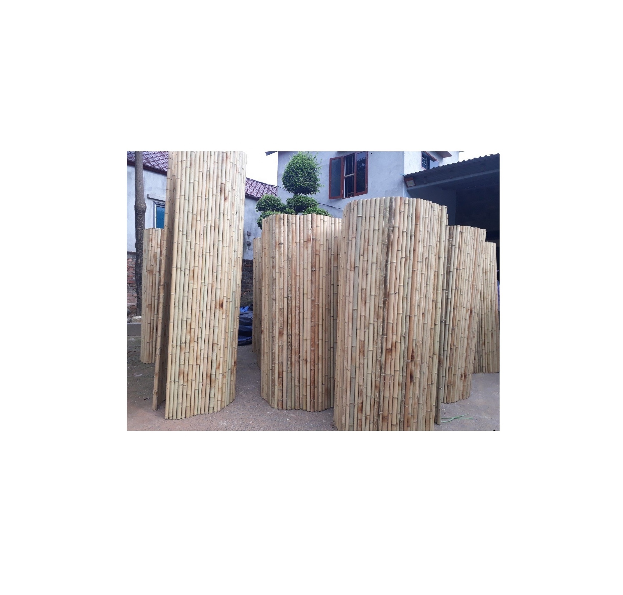 High quality Natural Rolled Bamboo Fence 8ft X 8ft for bamboo garden buildings custom ( whatsapp 0084587176063 Sandy) 99 Gol