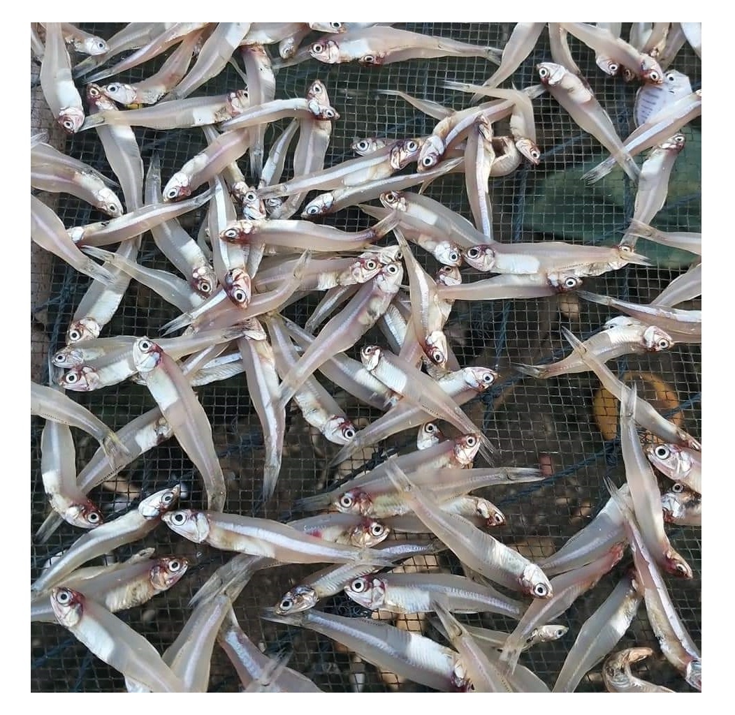 DRIED ANCHOVY FISH High QUALITY. Factory Professional Production Bulk Dried Anchovy, Dried Salted Anchovy From VietNam