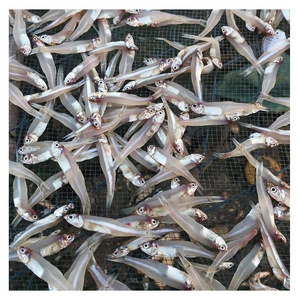 DRIED ANCHOVY FISH High QUALITY. Factory Professional Production Bulk Dried Anchovy, Dried Salted Anchovy From VietNam