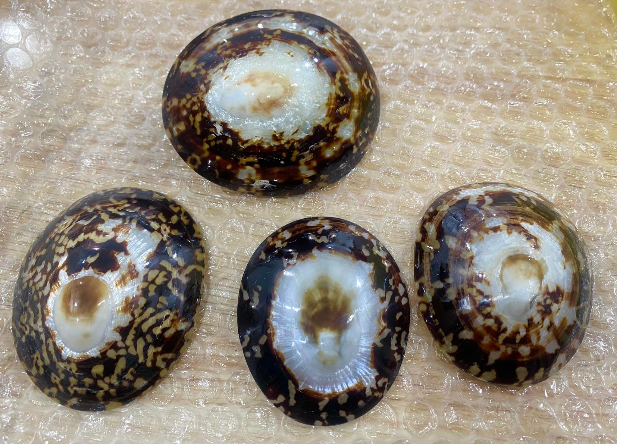 Competitive Price Polished Limpet Sea shell for selling from Vietnam Supplier, Sea Shell Beads (Brown Limpet whole)