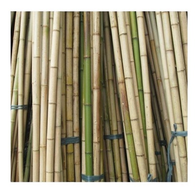 Nature  Bamboo Poles From Manufactory Vietnam With Competitive Price For Export - Bamboo Poles Products High Quality