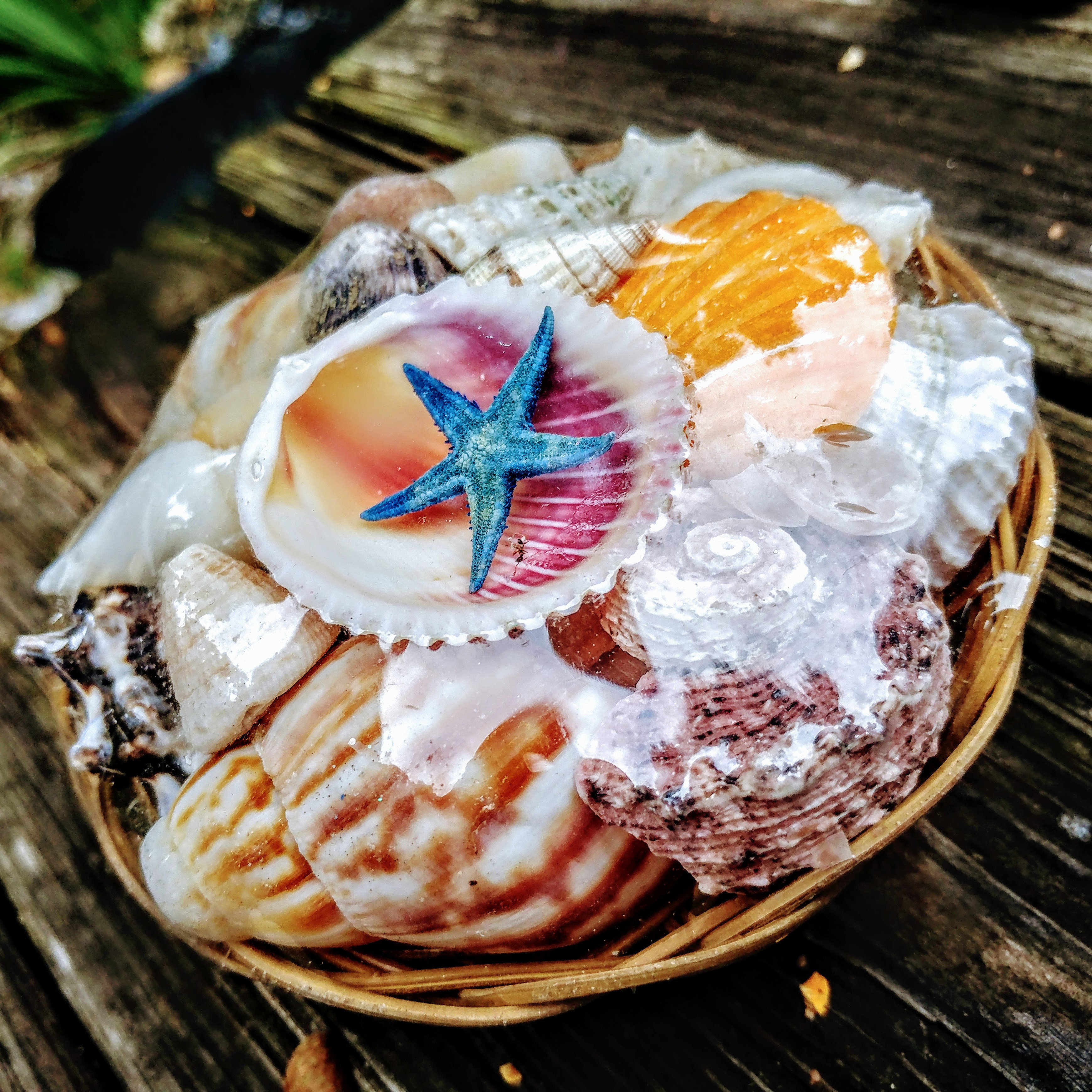 Large Seashell Basket Beach Tray With Seashells Serving Tray Assorted Crafts Shell Mixed Assortments Natural Gifts From Ocean