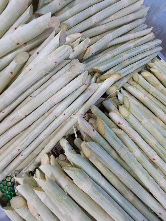 Best Seller Frozen SUGARCANE SUGAR CANE HOT TOP SALES WITH HIGH QUALITY