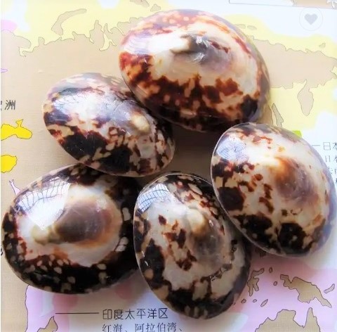 Competitive Price Polished Limpet Sea shell for selling from Vietnam Supplier, Sea Shell Beads (Brown Limpet whole)