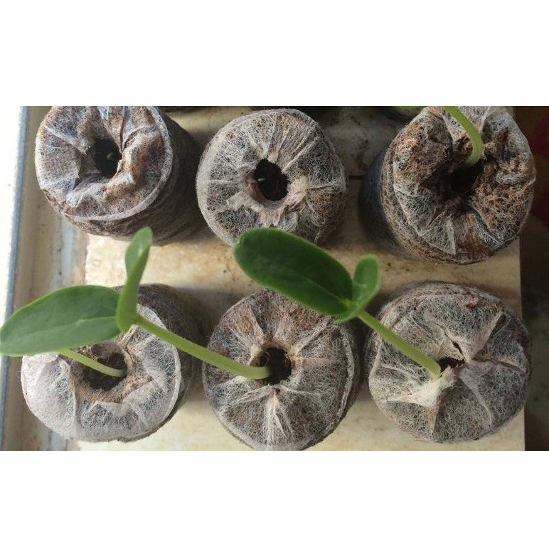 Top quality Starting Seeds In Jiffy Pellets Jiffy Coco Peat Planting nursery for seeds coconut coir peat disc in Vietnam