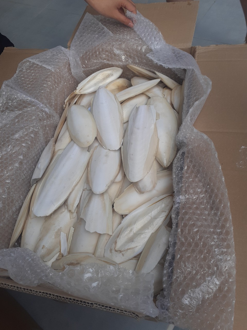 Good price and quality Dried Cuttlefish Bone from 99 GD in bulk Vietnam /natural squid dried in the sun/ Good Price