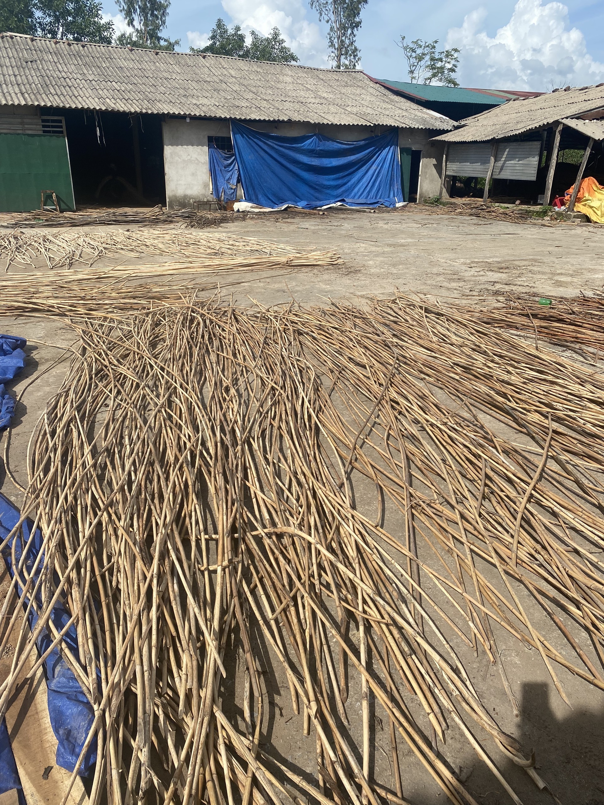 Natural rattan poles straight rattan manau cane for making furniture and painter best price for wholesale