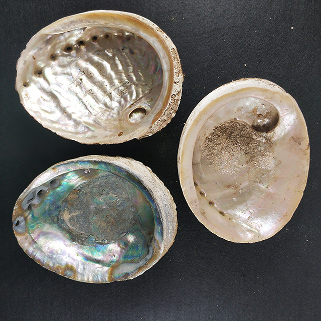 Wholesale Natural raw cleared Abalone Seashell Smudging Accent Decoration/New Zealand Paua Mother Of Pearl Seashell Cheap Price