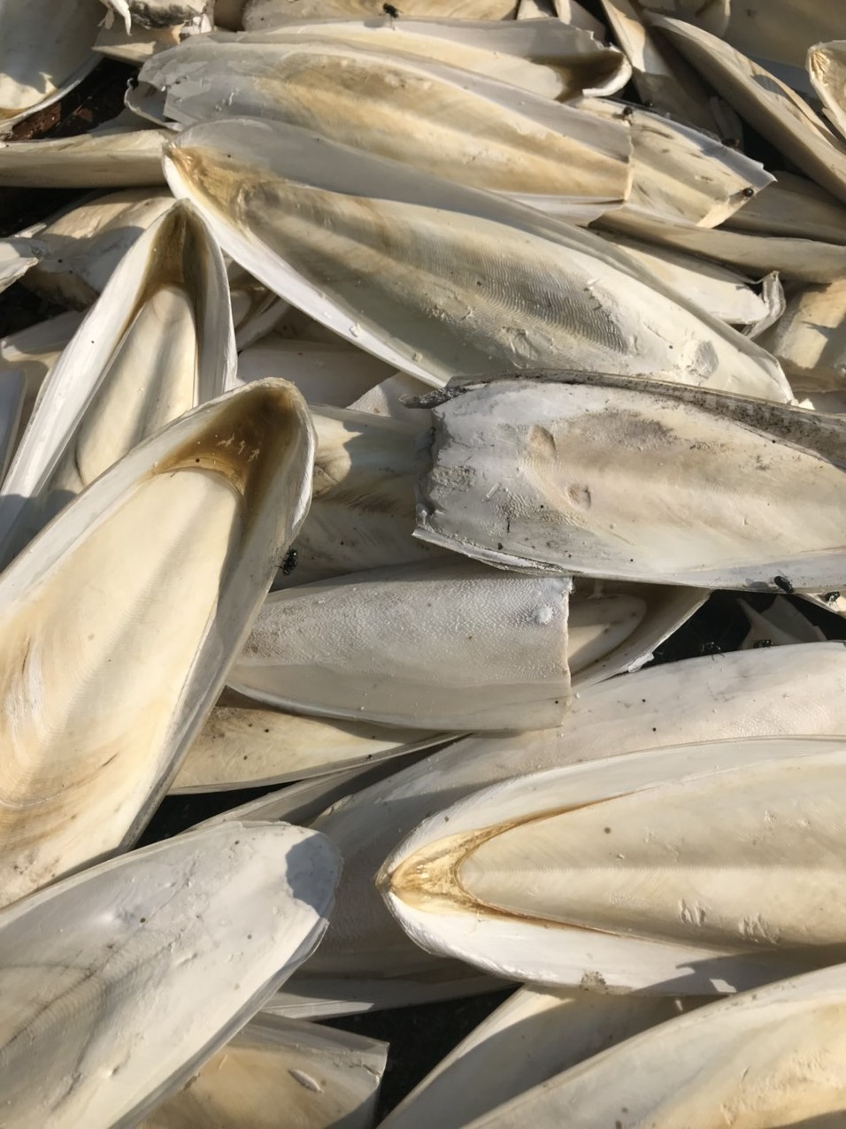 Ranova High Quality Dry Cuttlefish Bone natural squid dried in the sun/Cuttlebone 100% Natural Cuttlefish Bone From Vietnam