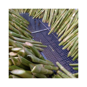 Best Seller Frozen SUGARCANE SUGAR CANE HOT TOP SALES WITH HIGH QUALITY