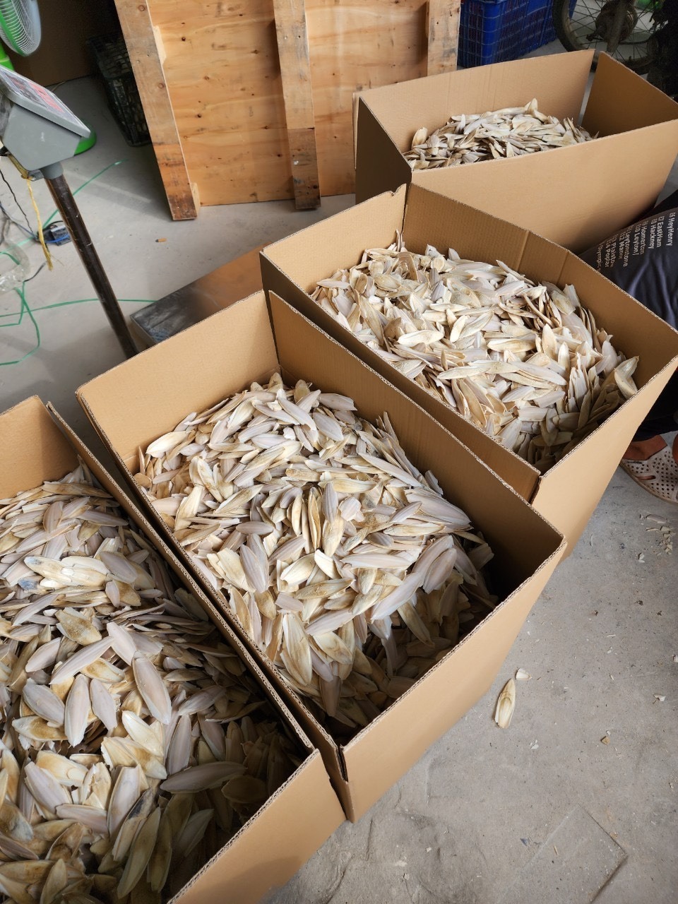 Good price and quality Dried Cuttlefish Bone from 99 GD in bulk Vietnam /natural squid dried in the sun/ Good Price