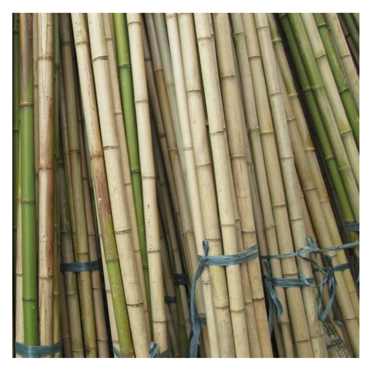 Eco-Friendly Raw Materials Wholesale Vietnam Bamboo Poles 100% Natural Bamboo pole/cane/stick/stake 2024 Bamboo Fence