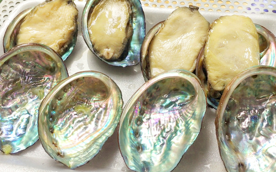 Wholesale Natural raw cleared Abalone Seashell Smudging Accent Decoration/New Zealand Paua Mother Of Pearl Seashell Cheap Price