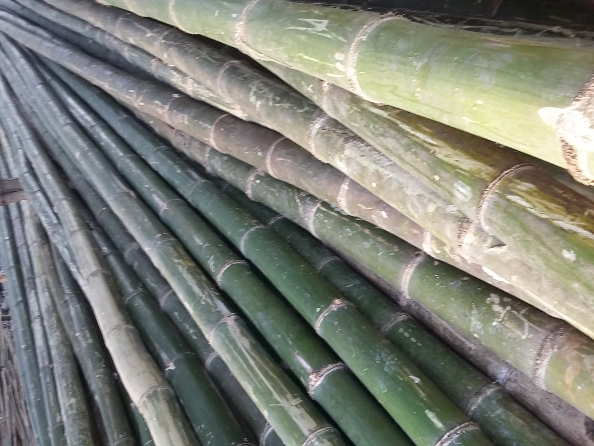 Nature  Bamboo Poles From Manufactory Vietnam With Competitive Price For Export - Bamboo Poles Products High Quality