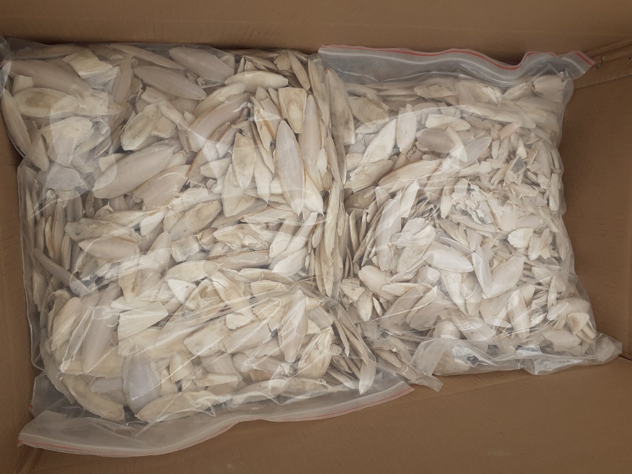 Good price and quality Dried Cuttlefish Bone from 99 GD in bulk Vietnam /natural squid dried in the sun/ Good Price