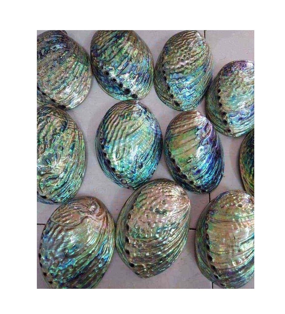 Wholesale Natural raw cleared Abalone Seashell Smudging Accent Decoration/New Zealand Paua Mother Of Pearl Seashell Cheap Price